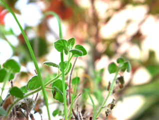 small mint plants with a window in the background
