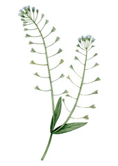 Watercolor hand drawn herbage. Can be used as print, postcard, invitation, greeting card, book or magazine illustration, stickers, label, tatoo, fabric.