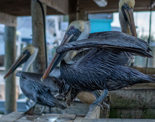 LOUISIANA BROWN PELICAN