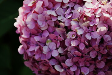 hortensia
