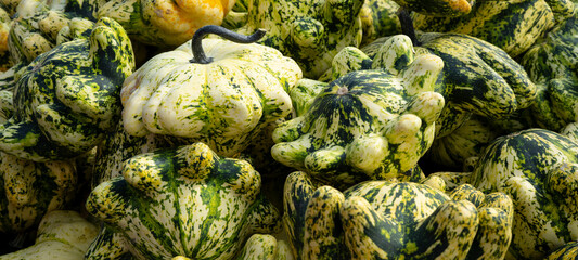Fototapeta na wymiar Autumn vegetables food thanksgiving background banner - Top view lots of colorful patty pan pumpkin squash ( cucurbita ), edible pumpkins