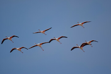 Flamingos, Skeleton Coast, Namibia