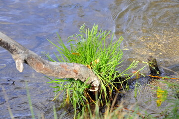 alligator in the swamp