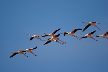 Flamingos, Skeleton Coast, Namibia