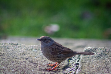Dunnock