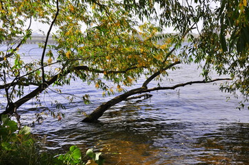 Obraz na płótnie Canvas tree in the water