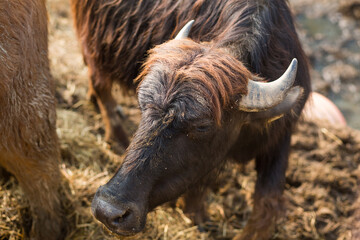 Black bull head with gray horns close-up. Cattle on the farm, dairy animals. Symbol of the new year 2021 on the Eastern calendar