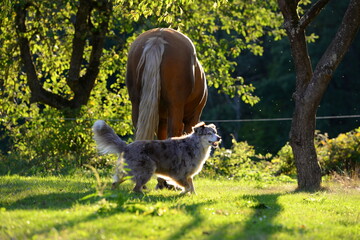 Pferd und Hund. Hütehund spielt mit Palomino
