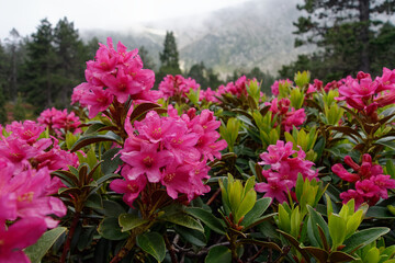 Alpenroses (Rhododendron ferrugineum) in Pyrenean Mountains