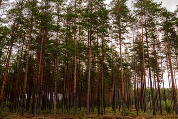 Fototapeta na wymiar forest with slender, long pines