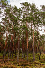 forest with slender, long pines