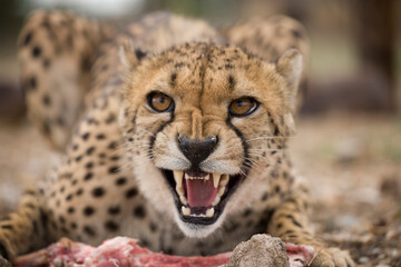 Snarling Cheetah, Keetmanshoop, Namibia - obrazy, fototapety, plakaty