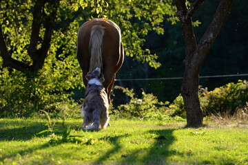 Pferd und Hund. Hütehund spielt mit Palomino