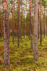 forest with slender, long pines