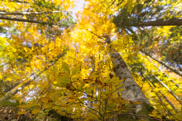 Close up yellow leaves with beautiful autumn forest blur background. Looking up