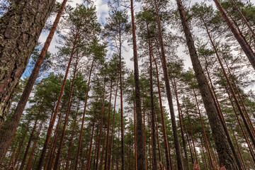 slender pine tops and blue skies
