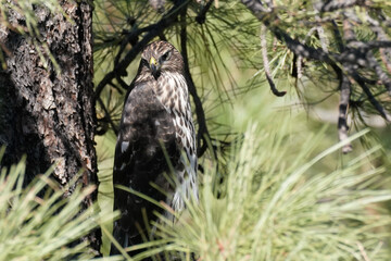 A Cooper's Hawk sits camouflaged in a tree surveying the area for its next meal.