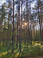 forest in autumn