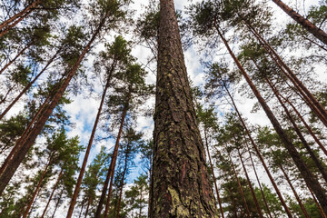 slender pine tops and blue skies