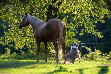 Pferd und Hund. Hütehund spielt mit Palomino © Grubärin