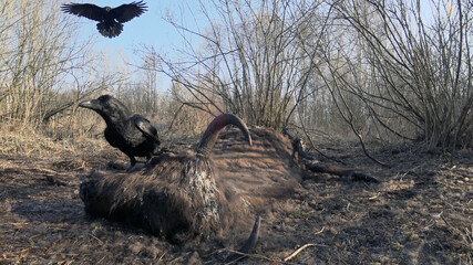 Common raven and european bison. Bird on a dead animal. Corvus corax.