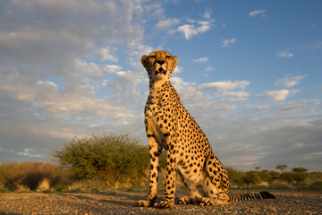 Cheetah at Sunset, Keetmanshoop, Namibia