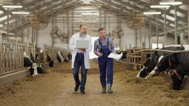 Farm worker with clipboard showing cowshed with dairy cows eating hay to agricultural engineer in white coat using laptop. Two men walking down aisle between stalls and talking