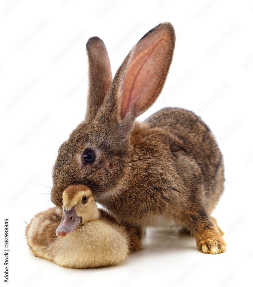 Sticker rabbit and duckling.