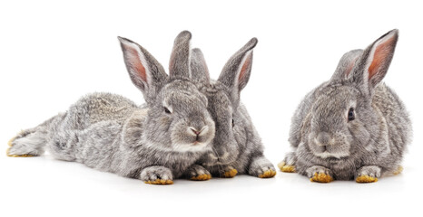 Three small rabbits.