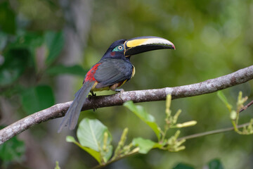 Many-banded Aracari (Pteroglossus pluricinctus) in Cuyabeno Wildlife Reserve (Amazonia, Ecuador)