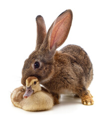 Obraz premium Rabbit and duckling.