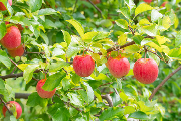 several red apples ripe and ready for picking in an orchard