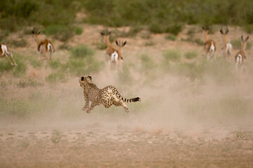 Obraz na płótnie Canvas Cheetah in Kalahari Desert, Kgalagadi Transfrontier Park, South Africa