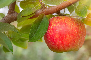 sun lit apple on the tree
