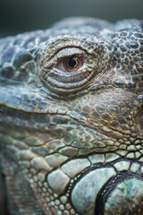 Obraz premium Nice big iguana sitting on the rocks in zoo close up macro portrait of lizard reptile