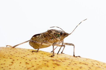 Brown marmorated stink bug above a fruit that is about to affect