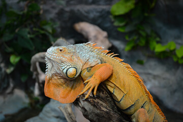 Nice big iguana sitting on the rocks in zoo close up macro portrait of lizard reptile