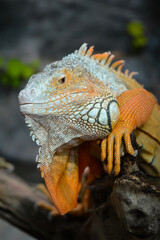 Nice big iguana sitting on the rocks in zoo close up macro portrait of lizard reptile