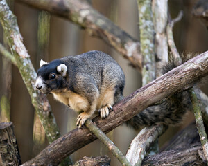 Sherman Fox Squirrel stock photo.  Sherman Fox Squirrel close-up profile. Bushy tail.  Fluffy tail. Picture. Portrait. Image. Fox Squirrel.
