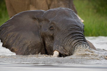 Elephant at Savuti Marsh, Chobe National Park, Botswana