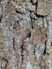 Bark of tree