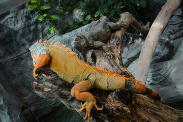 Nice big iguana sitting on the rocks in zoo close up macro portrait of lizard reptile