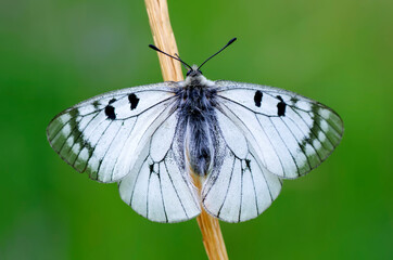 Macro shots, Beautiful nature scene. Closeup beautiful butterfly sitting on the flower in a summer garden.
