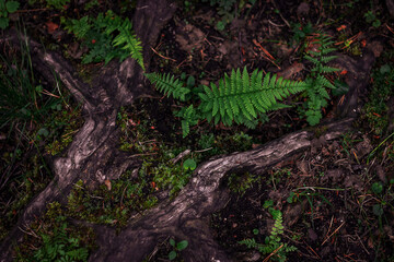 Top view on natural abstract texture of forest fern leaves and tree roots, nature background, tropical climate. Close-up of a rich green bush as a room decoration