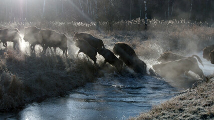 Europen bison. Aerial view of running herd across river. Bison bonasus.