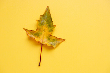 yellow maple leaf on yellow background. Close up