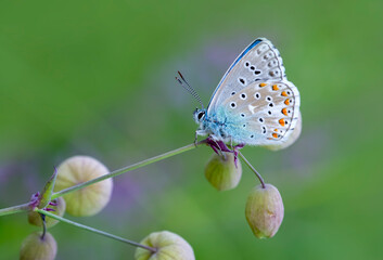 Macro shots, Beautiful nature scene. Closeup beautiful butterfly sitting on the flower in a summer garden.