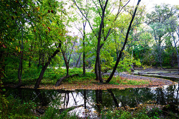 Obraz premium morning in the forest