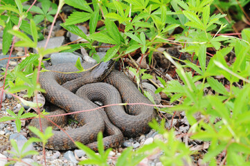 Snake photo stock.  Snake close-up profile view with a background of coloured foliage, gravel in its environment and habitat. Snake picture. Snake portrait.