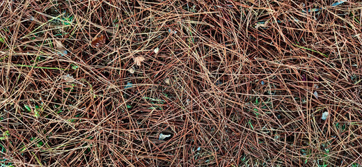 Nature. brown texture of pine needles